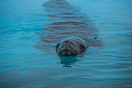 南极冰川海豹游泳
