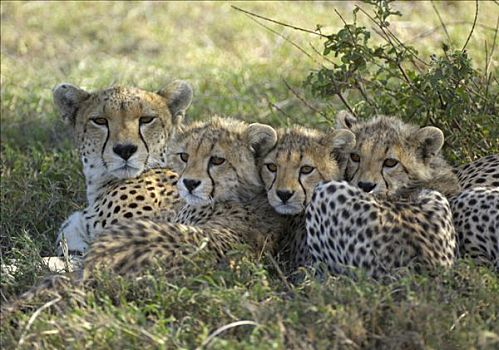 印度豹,猎豹,雌性,三个,依偎,向上,幼兽,塞伦盖蒂,坦桑尼亚