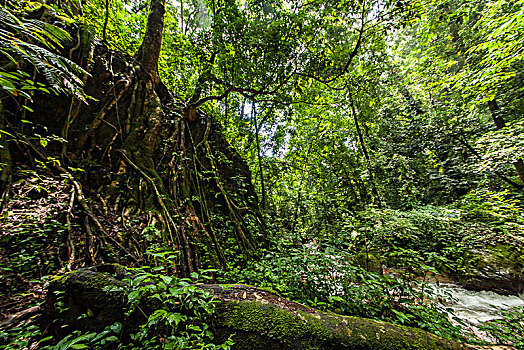 热带森林