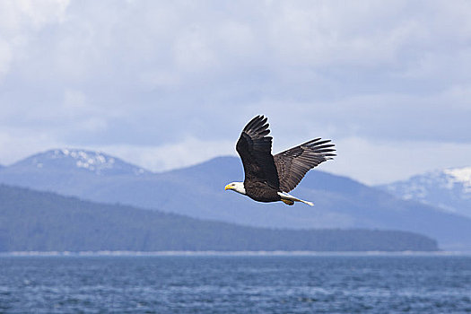 白头鹰,海雕属,雕,飞跃,湾,冰,海峡,冰河湾,阿拉斯加,美国
