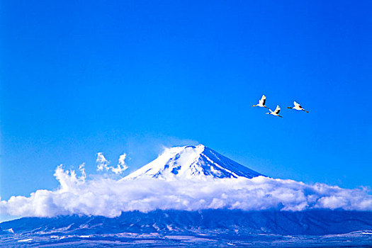 山,富士山,野鸟