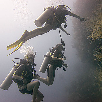 潜水,水下,海湾群岛,洪都拉斯