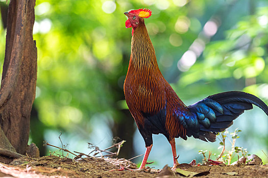 生活在中部山区的斯里兰卡原生野鸡