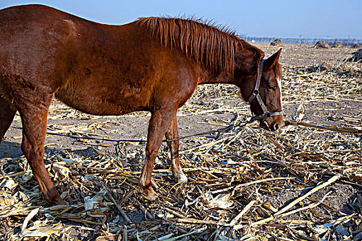 冬季农田里的马