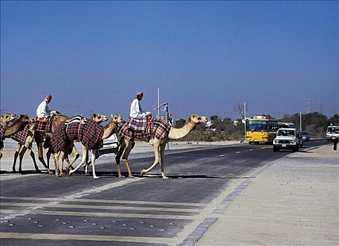 哺乳动物,单峰骆驼,街道,道路,汽车,地平线,迪拜,阿联酋,阿拉伯半岛,中东,动物