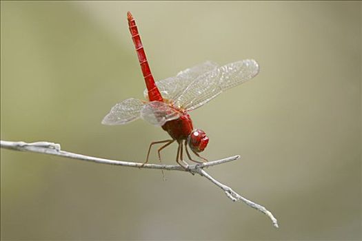 特写,深红色,蜻蜓
