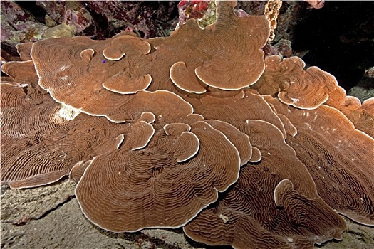 海里的蘑菇图片