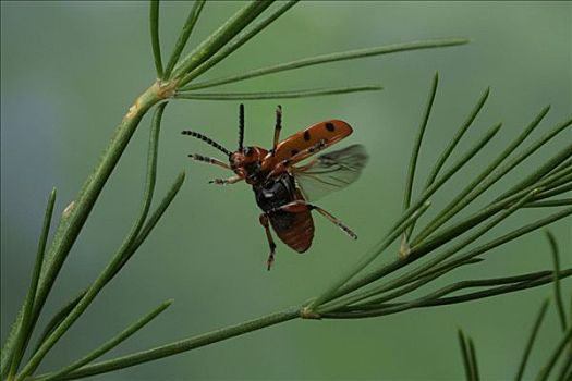 斑点,芦笋,甲虫