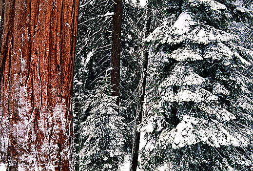 美国,加利福尼亚,红杉国家公园,巨大,树林,巨杉,树,雪中,大幅,尺寸