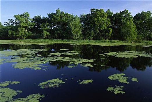 苔藓,漂浮,支流,国家野生动植物保护区,路易斯安那,美国