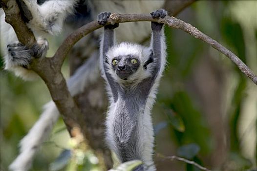 维氏冕狐猴,幼仔,悬挂,树枝,脆弱,贝伦提私人保护区,马达加斯加