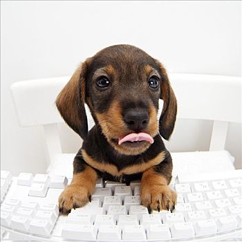 特写,达克斯猎狗,小狗,坐,电脑键盘