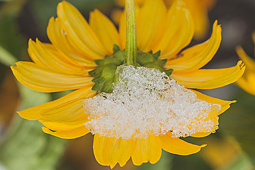 雪,菊花