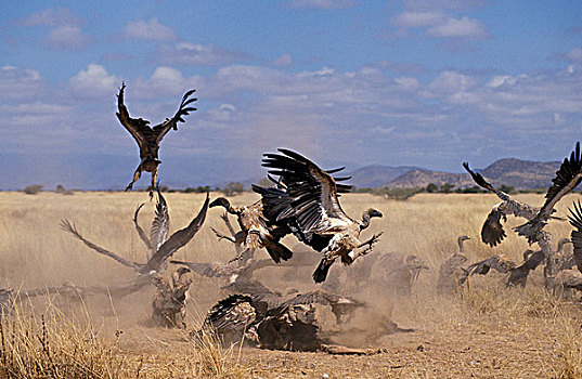 非洲,白色,后背,秃鹰,白背秃鹫,群,争斗,马赛马拉,公园,肯尼亚