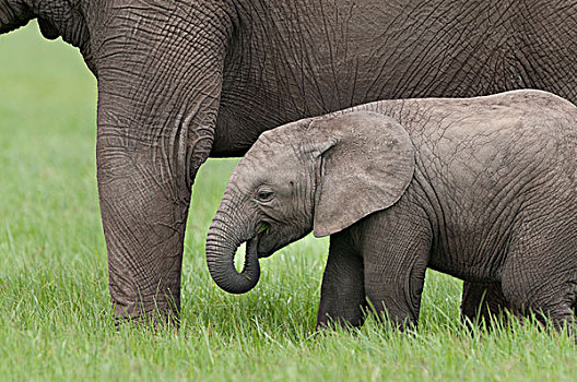 非洲象,幼兽,放牧,靠近,母亲,肯尼亚