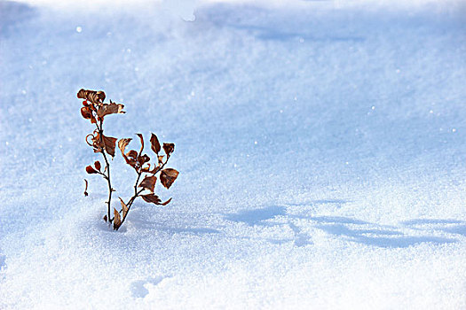 冬季,雪,影