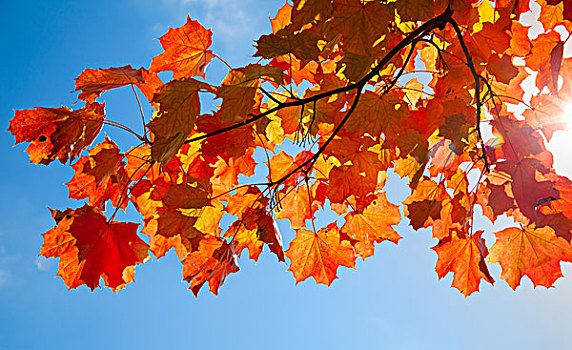 红色,秋天,枫叶,蓝色背景,天空,背景