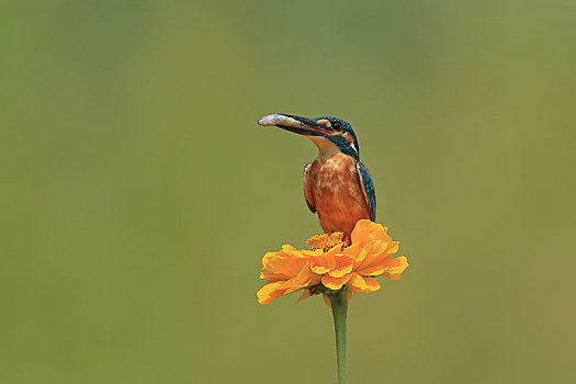 站在花朵上捕鱼的翠鸟