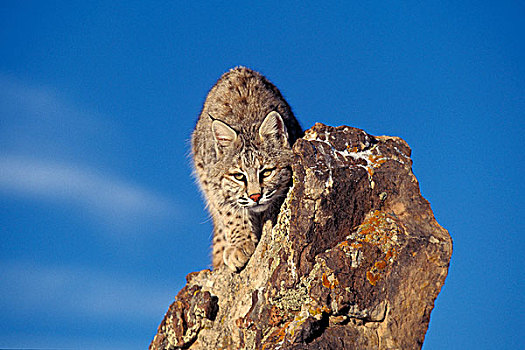美国山猫,短尾猫,成年,保护色,岩石上,加拿大