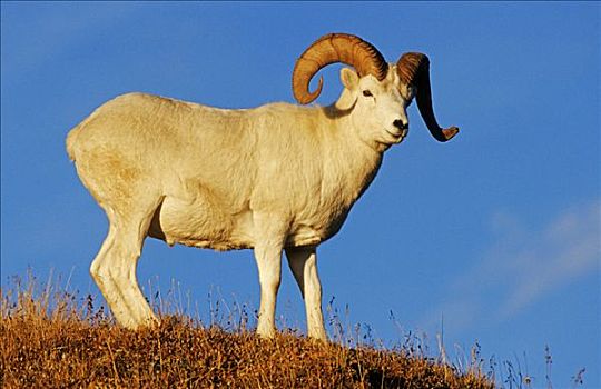野大白羊,公羊,白大角羊,德纳里峰