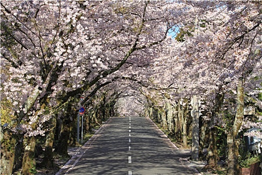 隧道,樱花,高地,静冈,日本