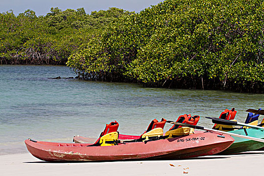 皮划艇,湾,圣克鲁斯岛,加拉帕戈斯群岛