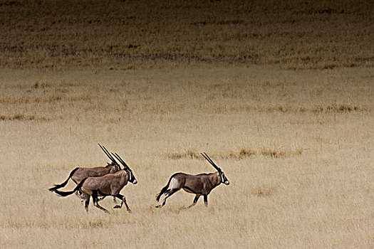 纳米比沙漠,自然保护区,纳米比亚,三个,南非大羚羊,长角羚羊
