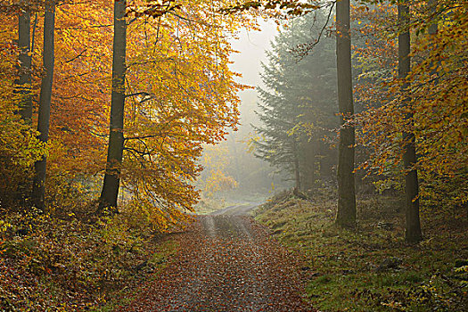 小路,山毛榉,树林,施佩萨特,巴伐利亚,德国