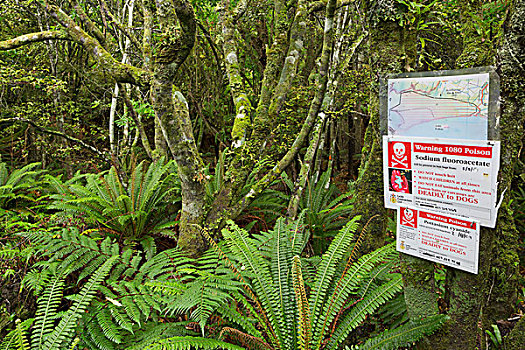 警告,尖,有毒,上面,木头,蕨类,奥塔哥,南岛,新西兰