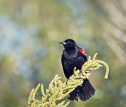 红翅黑鹂,植物