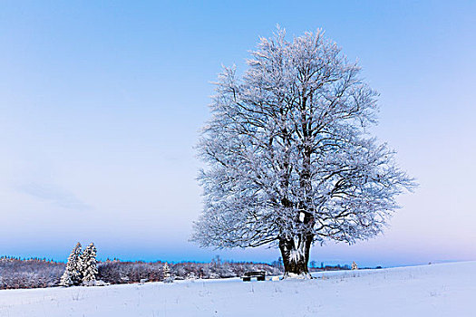 欧洲山毛榉,树,遮盖,白霜,冬天,黎明,黑森州,德国