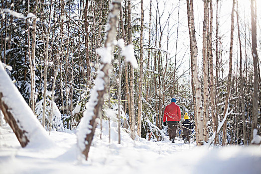 后视图,男人,儿子,雪中,遮盖,树林