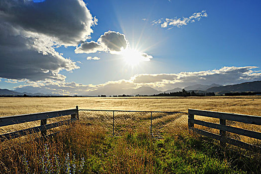 牛,大门,太阳,夏天,马尔伯勒,南岛,新西兰