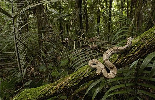 大蟒蛇,盘绕,苔藓,树枝,雨林,南美