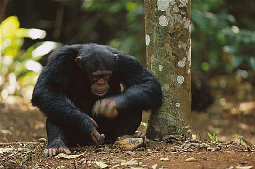 黑猩猩,类人猿,两个,石头,工具,裂缝,几内亚