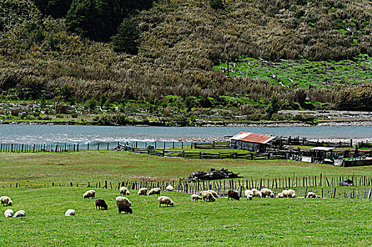 智利,绵羊,放牧,草场,河