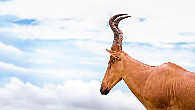 高,尴尬,看,羚羊,长,尖锐,头部,秋天,国家公园,乌干达