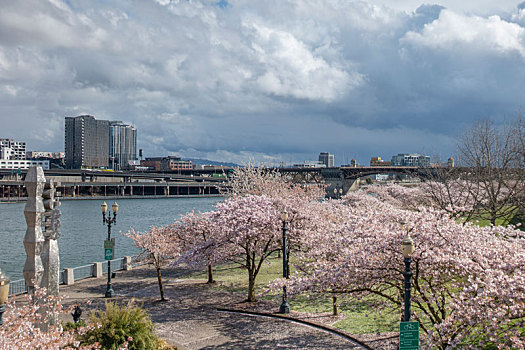 美国波特兰市河岸樱花