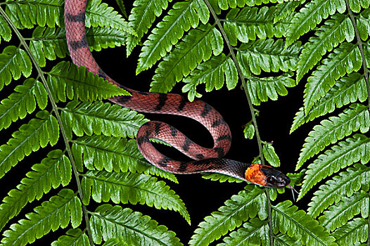 树,蛇,国家公园,亚马逊河,厄瓜多尔