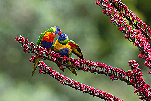 彩虹,彩虹鹦鹉,喂食,幼鸟,伞,树,阿瑟顿高原,昆士兰,澳大利亚