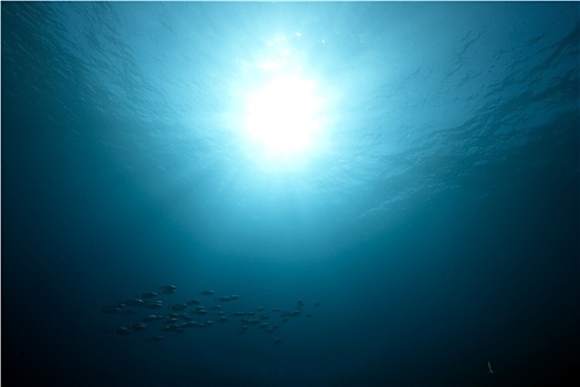 海洋,鱼,太阳