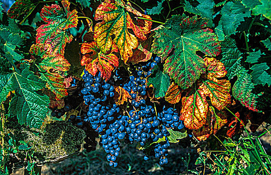 法国,葡萄园,黑葡萄,叶子,秋天