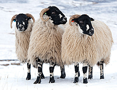 成群,绵羊,雪,高沼地,靠近,北约克郡,英格兰