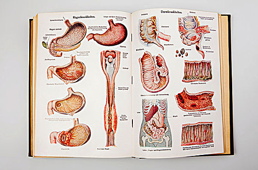 胃,疾病,插画,书本,德国,建议,健康