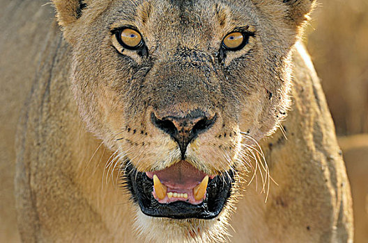 非洲狮,狮子,女性,塞伦盖蒂国家公园,坦桑尼亚
