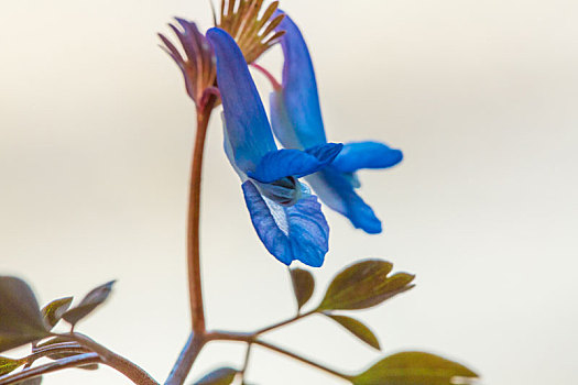 美丽的蓝色野花,延胡索