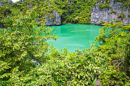 海岸线,绿色,泻湖,树,华南