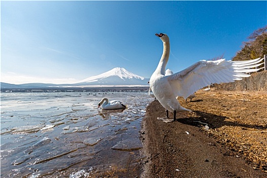 山,富士山,鹅