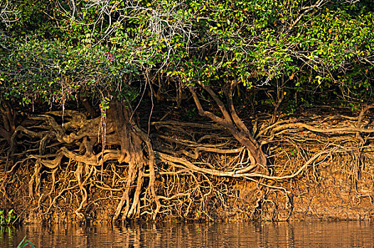 树,根部,河边,北方,潘塔纳尔,巴西