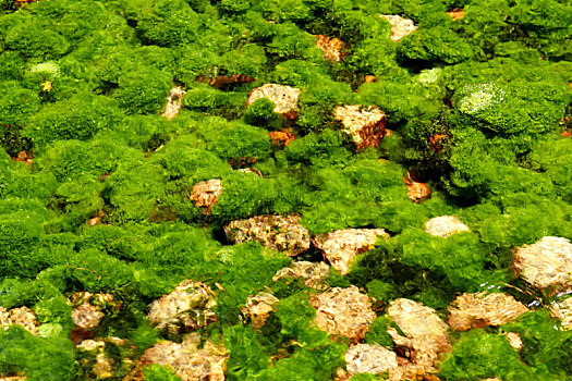 藻类,植物,河,抽象,背景